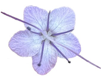 Lacy Phacelia | Phacelia tanacetifolia seeds