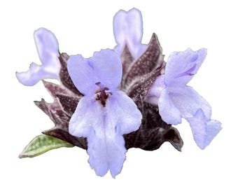 Pacific Blue Salvia Brandegeei | Salvia brandegeei 'Pacific Blue' seeds