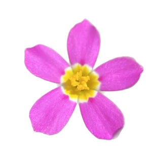 Whisker Brush seeds | Leptosiphon ciliatus