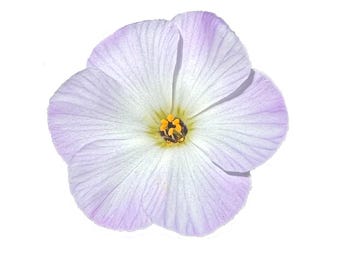 Largeflower Linanthus | Leptosiphon grandiflorus seeds