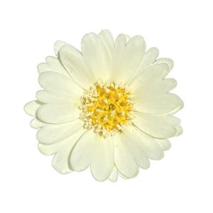 RARE: Pale-yellow Tidytips | Layia Heterotricha seeds