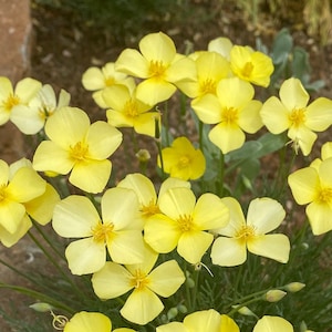 Tufted California Poppy Eschscholzia caespitosa seeds image 1