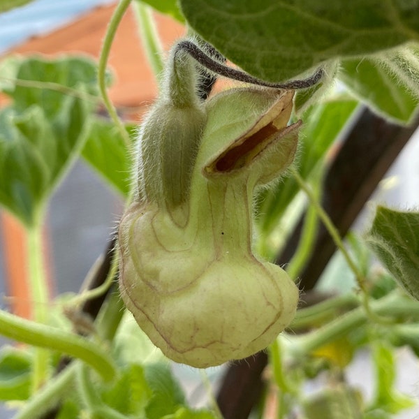 Aristolochia californica | California Pipevine seeds