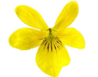 Stream Violet | Viola glabella seeds