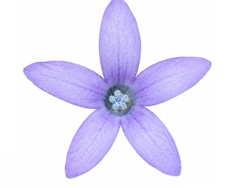 Skunkbush | Navarretia squarrosa seeds