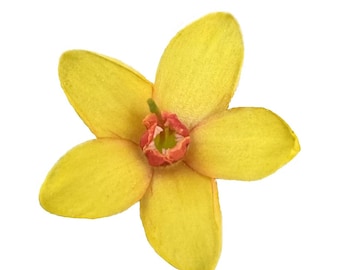 Golden Currant | Ribes aureum var gracillimum seeds
