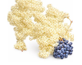 Blue Elderberry | Sambucus nigra ssp. caerulea seeds