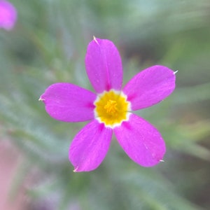 Whisker Brush seeds Leptosiphon ciliatus image 1