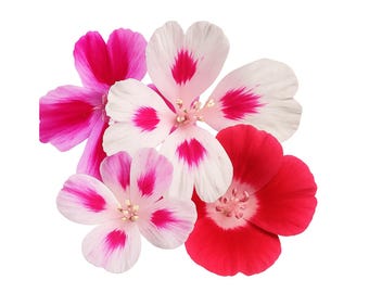 Clarkia Mix | Clarkia ssp. seeds