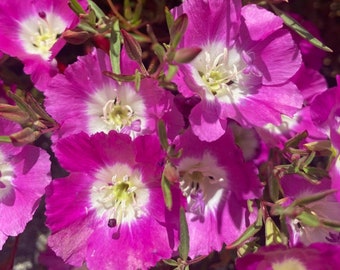 Clarkia Pismo | Clarkia speciosa ssp. immaculata seeds