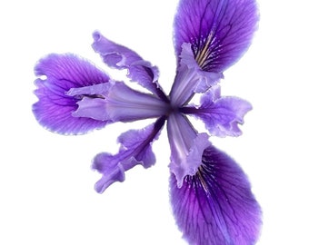 Douglas Iris | Iris douglasiana seeds