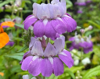 Innocence | Purple Chinese Houses | Collinsia heterophylla seeds