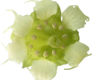 Fringe Cups | Tellima grandiflora seeds