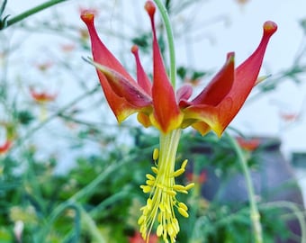 Serpentine (Crimson) Columbine | Aquilegia Eximia seeds