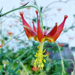 Serpentine Crimson Columbine Aquilegia Eximia seeds image 1