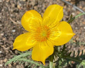 Blazing Star | Mentzelia Lindleyi Seeds