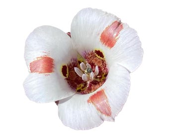 Butterfly Mariposa Lily | Calochortus Venustus - Seeds