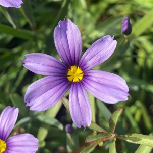 Blue Eyed Grass | Sisyrinchium bellum seeds