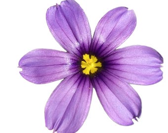 North Coast Blue-eyed Grass | Sisyrinchium bellum 'North Coast' seeds