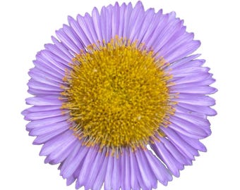 Seaside Daisy | Erigeron glaucus seeds