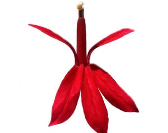 Cardinal Flower | Lobelia cardinalis seeds