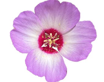 Tracy's Clarkia | Clarkia gracillis ssp. tracyi seeds