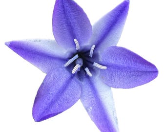 Ithuriel's Spear | Triteleia laxa seeds
