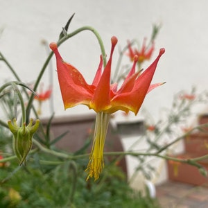 Serpentine Crimson Columbine Aquilegia Eximia seeds image 2