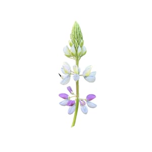 Manycolored Lupine | Lupinus variicolor seeds