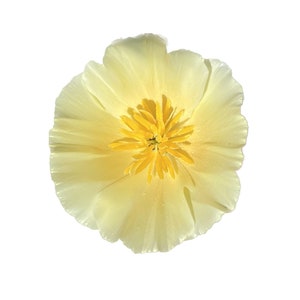 California Poppy &quot;Alba&quot; | Eschscholzia californica seeds