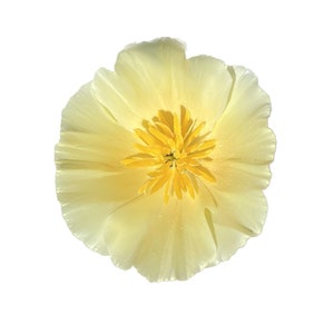 California Poppy "Alba" | Eschscholzia californica seeds