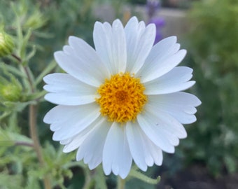 White Daisy Tidytips | Layia Glandulosa seeds