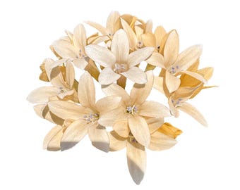 Grand Collomia | Collomia grandiflora seeds