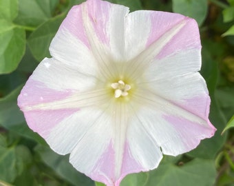 Semillas de Gloria de la Mañana de Chaparral Occidental / Calystegia occidentalis