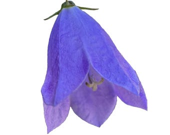 Round Leaf Harebell | Campanula rotundifolia seeds