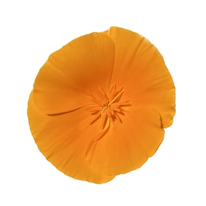 California Golden Poppy | Eschscholzia californica Seeds