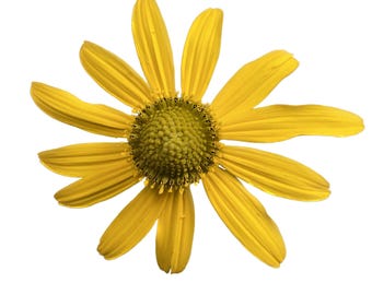 California Coneflower | Rudbeckia californica seeds