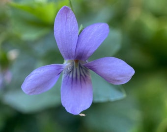 Viola adunca - Semillas de violeta del perro occidental