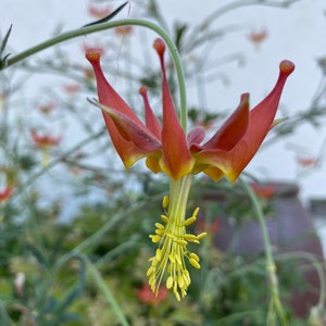 Serpentine Crimson Columbine Aquilegia Eximia seeds image 5