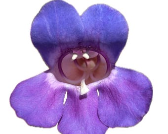 Showy Penstemon | Penstemon spectabilis seeds