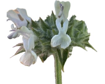 Black Sage | Salvia mellifera seeds