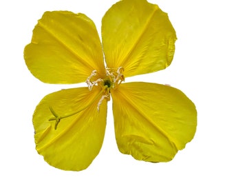 Hairy Evening Primrose | Oenothera elata ssp. hirsutissima seeds