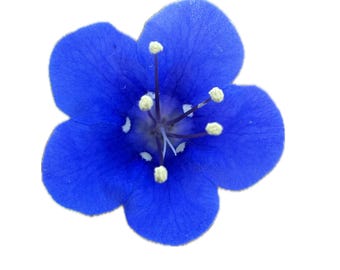 Desertbells | Phacelia campanularia seeds