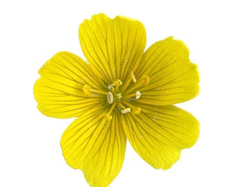 Point Reyes Meadowfoam | Limnanthes douglasii ssp. sulphurea seeds