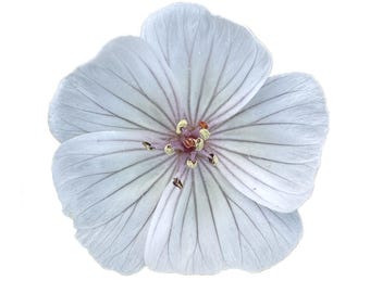 Pink Meadowfoam | Limnanthes douglasii ssp. rosea seeds