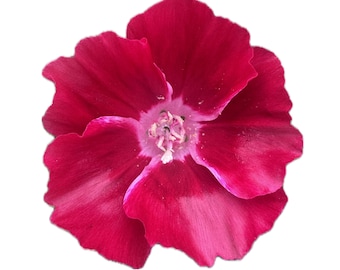 Scarlet Clarkia | Clarkia amoena 'Scarlet' seeds