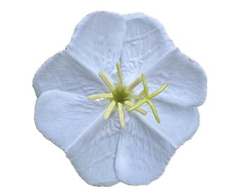 Fragrant Evening Primrose | Oenothera cespitosa seeds