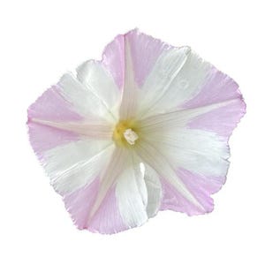 Western Chaparral Morning Glory | Calystegia occidentalis seeds