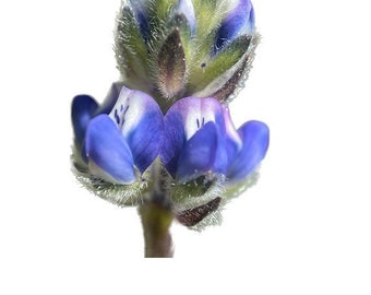 Miniature Lupine | Lupinus bicolor seeds