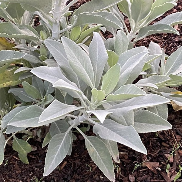 White Sage | Salvia apiana seeds